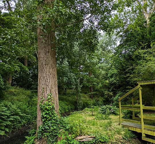 Header image for Hammond Arboretum